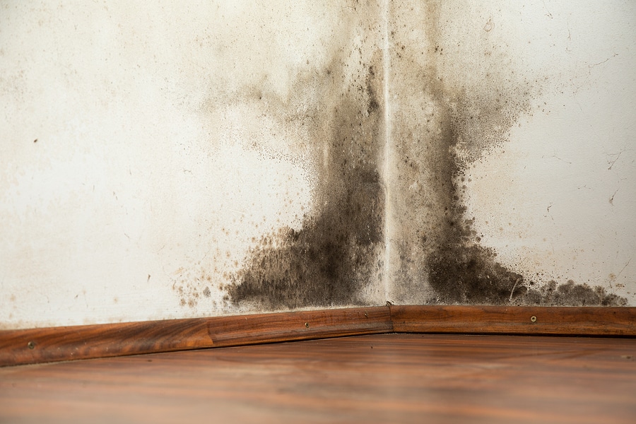 mold detection services in orange ocunty ca