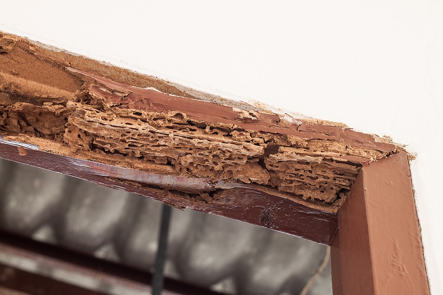 licensed termite inspector in orange county ca