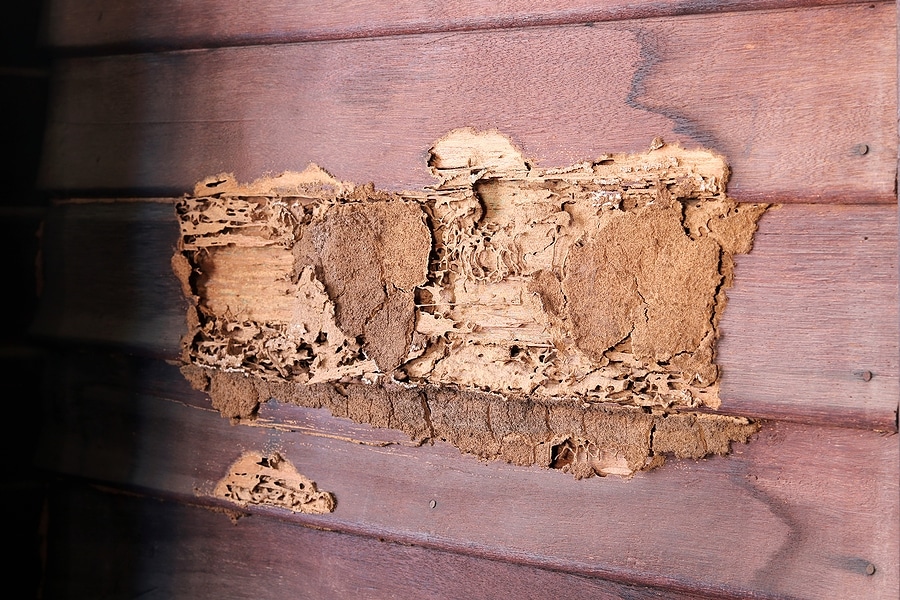 termite inspection companies in orange county ca