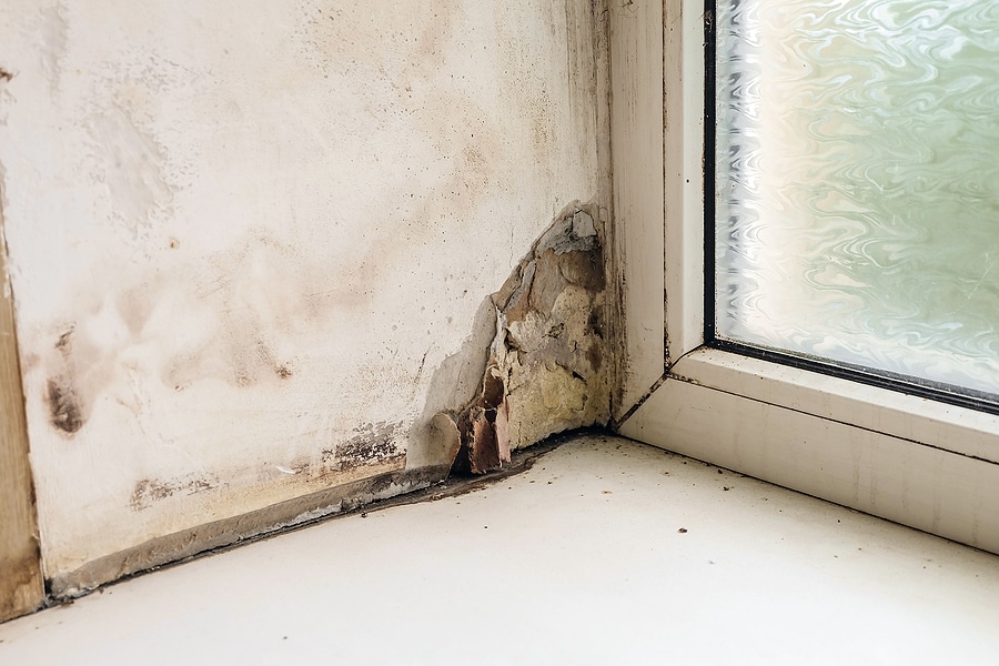 Why Mold Inspections Are Important After Water Intrusion
