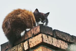 How to Tell if Critters Are in Your Chimney