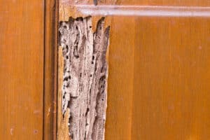 
Why Termites Force Your Home to Sit on the Market
