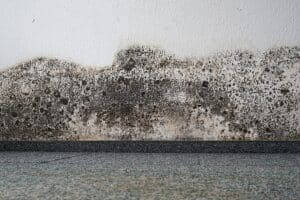 Why Summer is Prime Season for Mold Growth